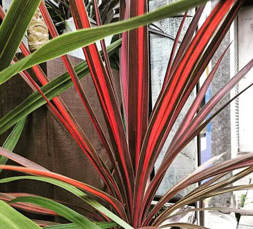 Amazing Cutest Burgundy Indoor Plants