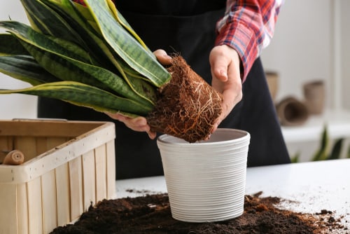 The Easiest Way to Re-Pot Any Container Plant in Seconds