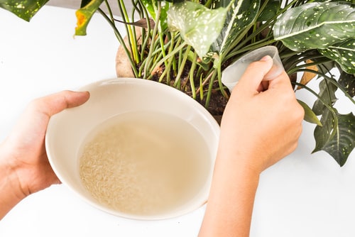 Cheap Gardening Tricks Every Gardener Should Know 5