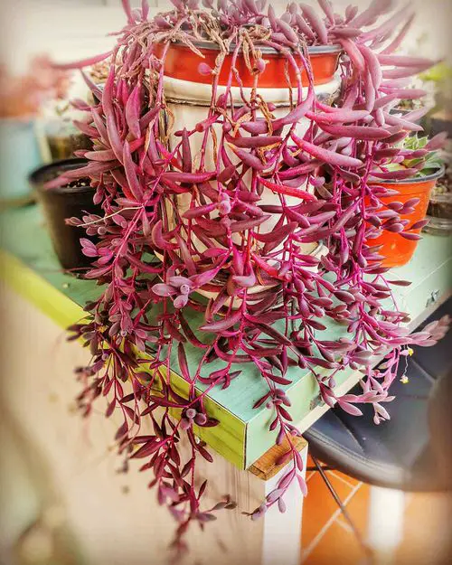 top Sexiest Burgundy Houseplants