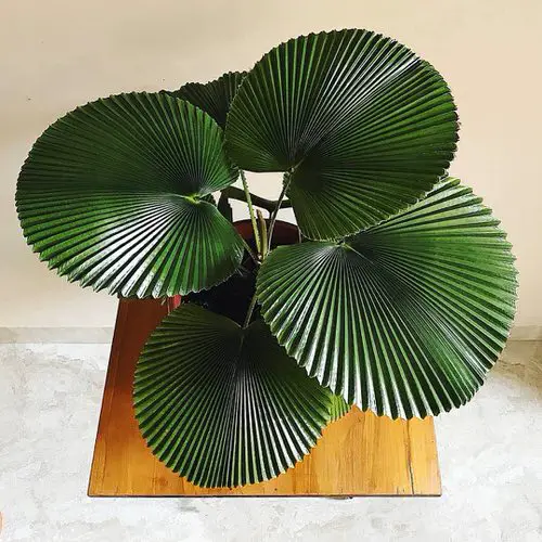 Houseplants with Big Leaves