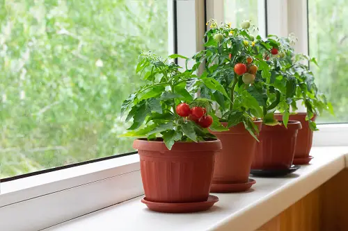 The Greatest Indoor Vegetables