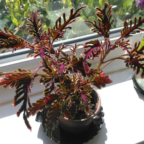 Amazing Sexiest Burgundy Houseplants