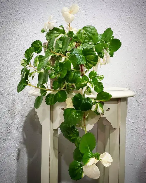 top English Ivy Indoor Alternatives