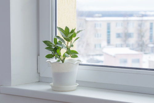 Take Care of Potted Plants