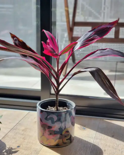 top Sexiest Burgundy Houseplants