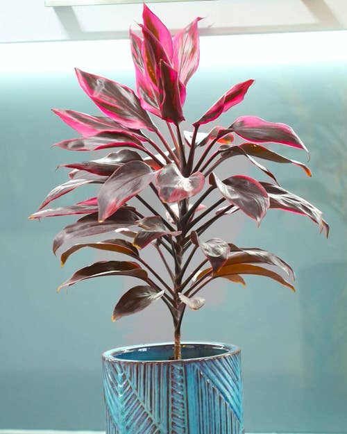 Indoor Plants Featuring Vibrant New Growth