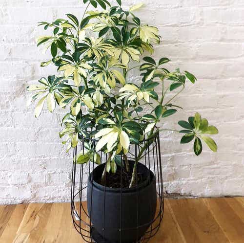 English Ivy Indoor Alternatives