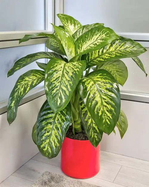Amazing Stylish Houseplants with Big Leaves