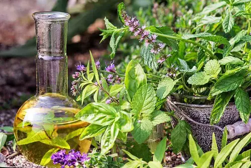 Infuse Oil with Basil Flowers 