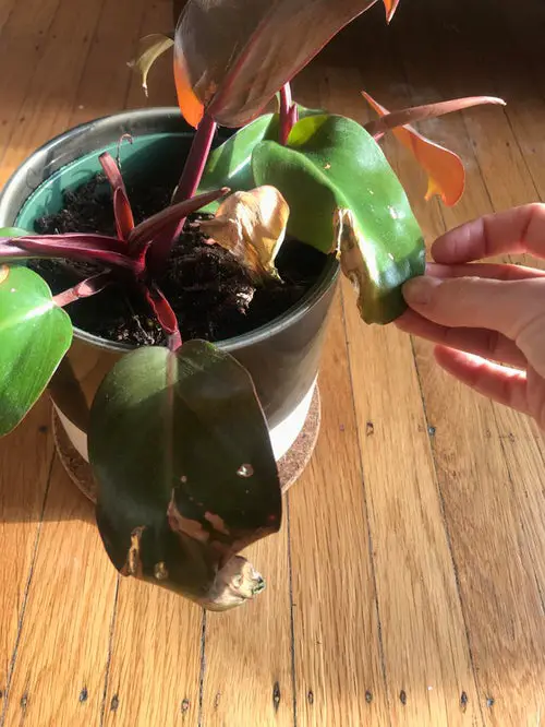 Houseplants Leaves Getting Yellow viral infection