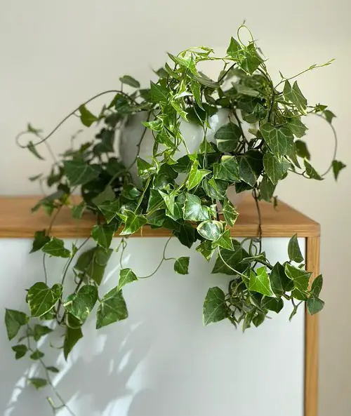 Stunning English Ivy Indoor Alternatives
