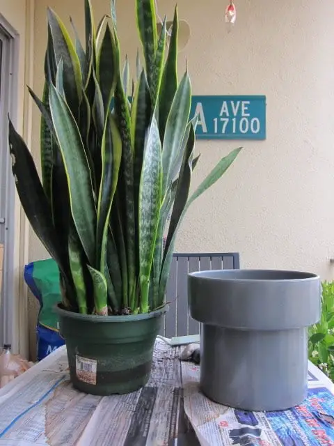 When to Re-Pot a Plant