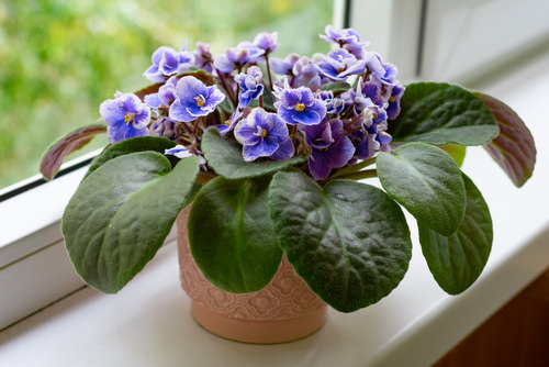Which Plants Benefit the Best from Banana Peel Tea