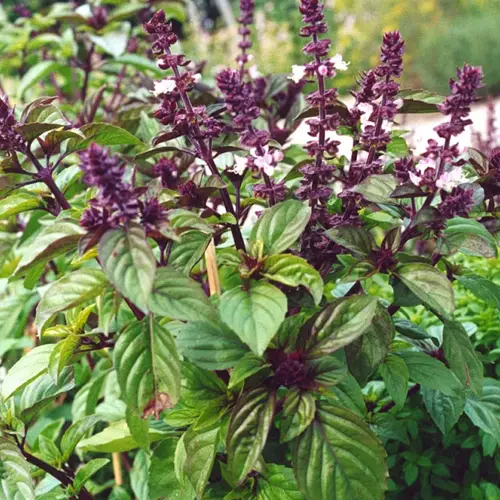 Best Flowering Basil Plants