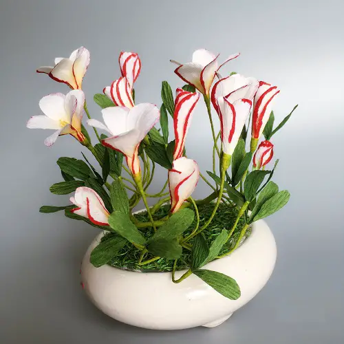 Top Christmas Flower Selection