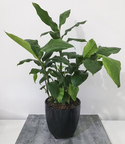 Grow Cardamom Plant in a Pot