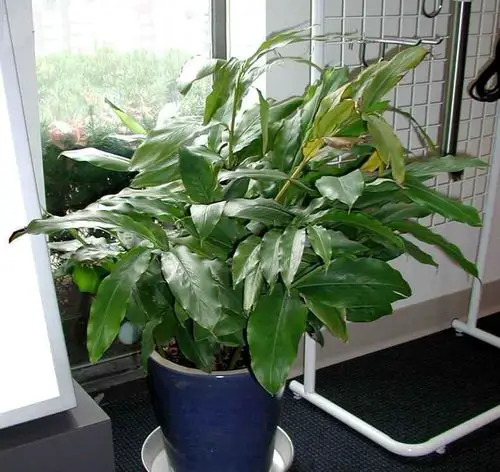 How to Grow Cardamom Plant in a Pot