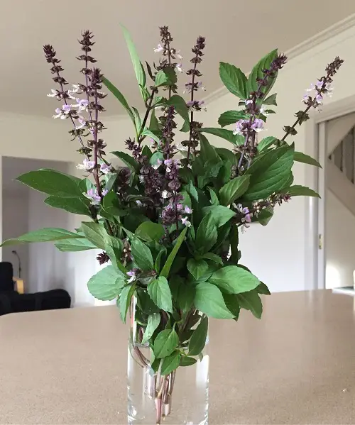 Other Basil Flower Uses