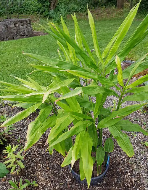 Amazing Herbs that Grow in Shade