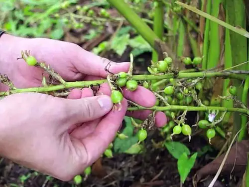 Harvesting Cardamom