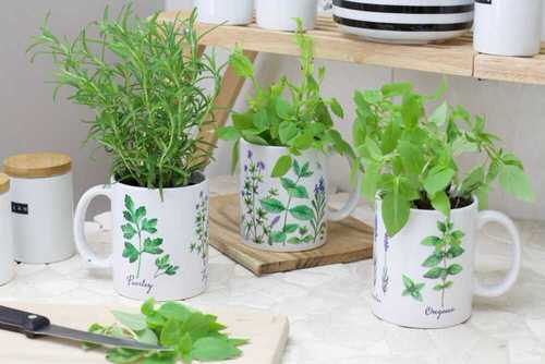 How to Grow Herbs in Teacups and Coffee Mugs