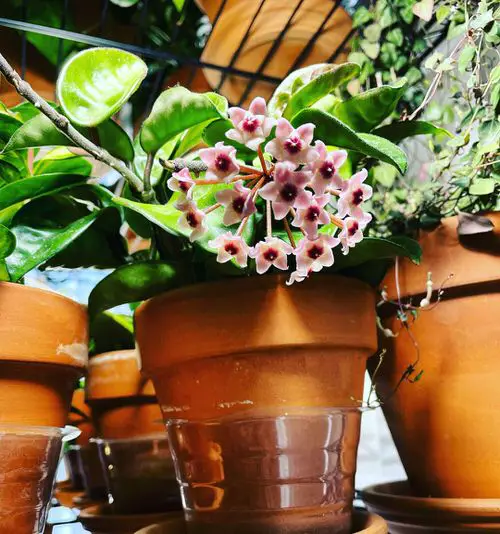 Types and Species of Hoya