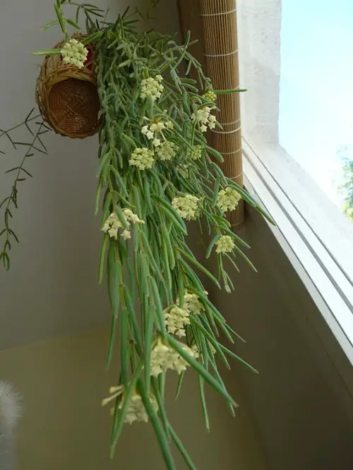 Stunning Types and Species of Hoya