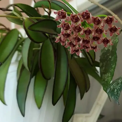best Stunning Types and Species of Hoya