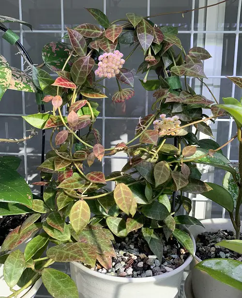 Marvelous Hoya Species and Types