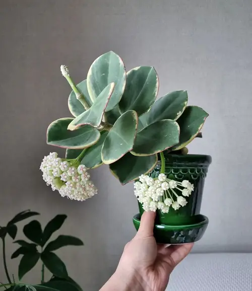  Easiest Indoor Plants to Take Care in pot
