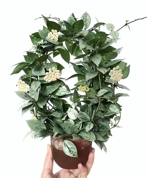 most Beautiful Hoya Species and Types