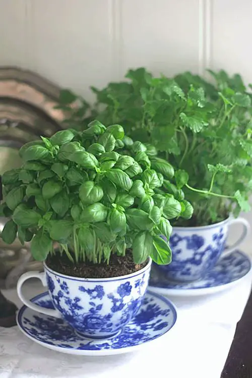 How to Grow Herbs in Teacups and Coffee Mugs