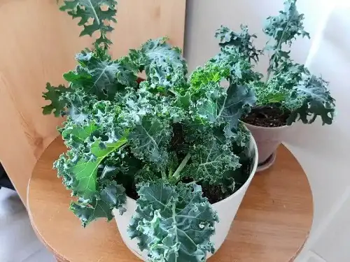 Indoor Vegetables to Grow