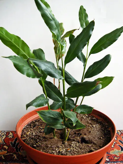 Taking Care of Cardamom Plant