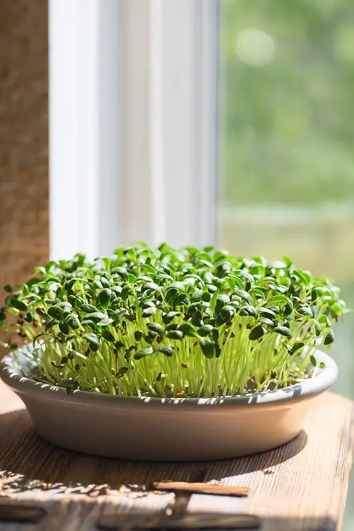The Top 18 Indoor Vegetables Indoor Vegetables to Grow