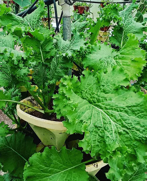 The Greatest Indoor Vegetables: What You Can Grow Indoors