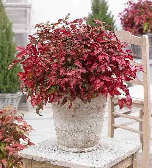Amazing Burgundy Indoor Plants