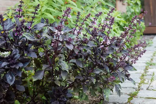 Flowering Basil Plants