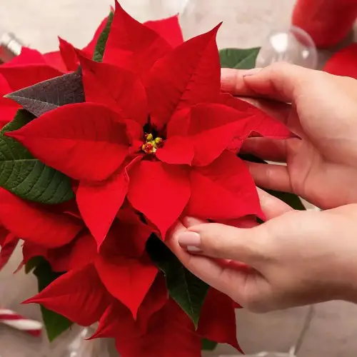 How to Get a Poinsettia to Turn Red