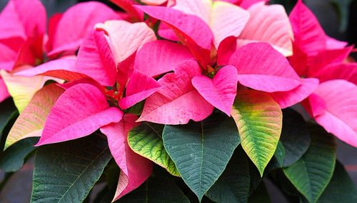 Do Not Buy Plants with Yellow, Sagging, or Faded Leaves