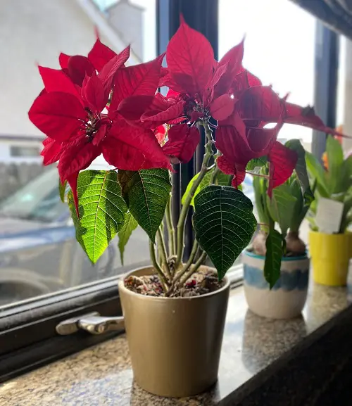 The Most Important Secret to Turn Poinsettias Red