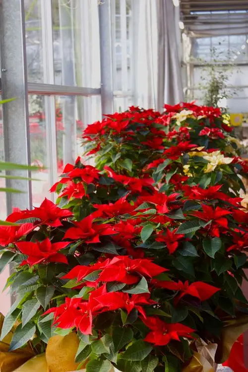 What Makes Poinsettia Red