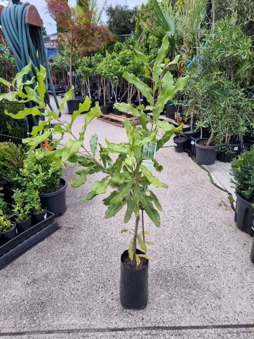 The Greatest Nuts for Pot Growing
