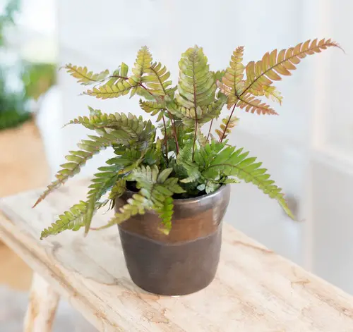 top Indoor Plants Featuring Vibrant New Growth