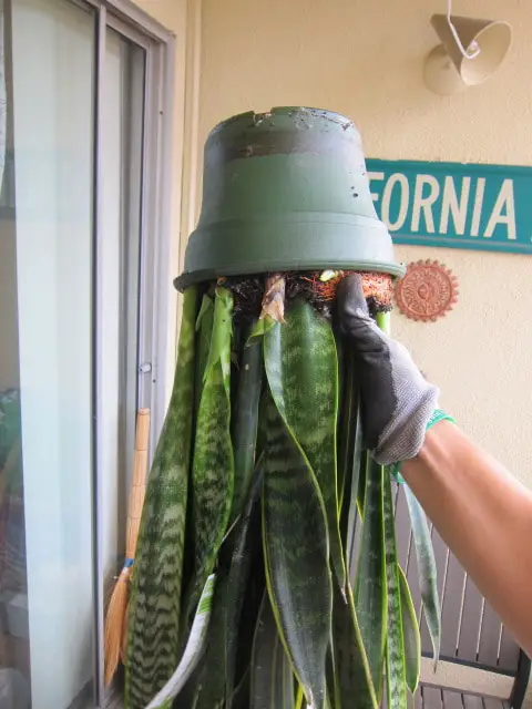 Easiest Way to Re-Pot Any Plant in Seconds