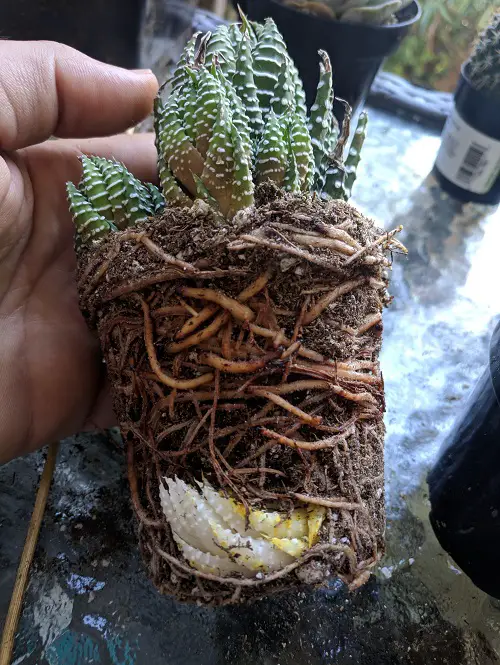 root bound haworthia succulent
