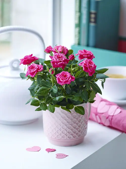 beautiful Best Christmas Flowers