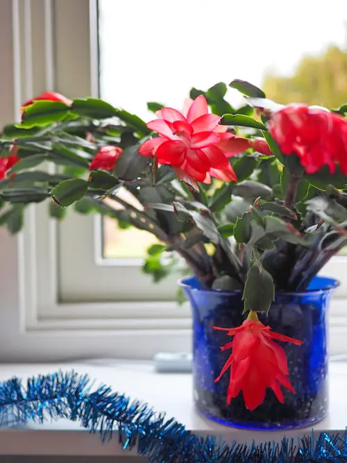 Best Christmas Flowers