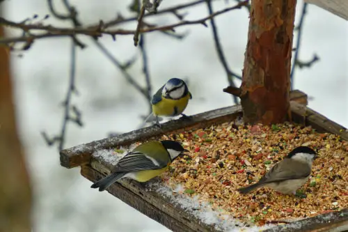 Feed Birds